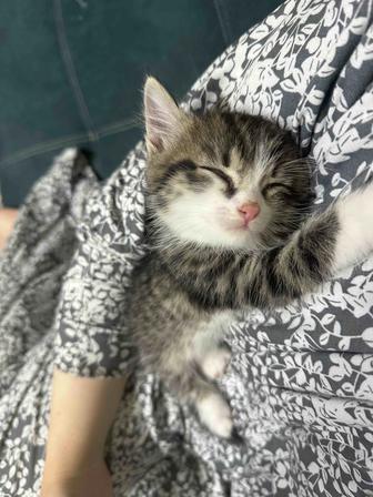 Котенок