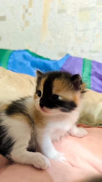 Котята от сиамской кошки