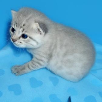 Продам красивых котят