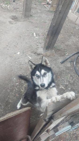 Продам Хаски