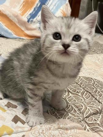Продам породистого котенка