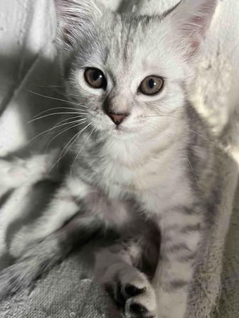 Продам породистого котенка