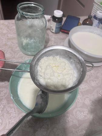 Тибетский молочный гриб