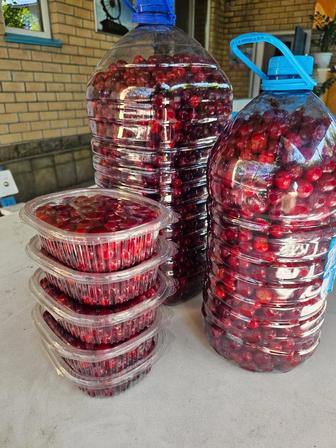 продам домашнюю вишню