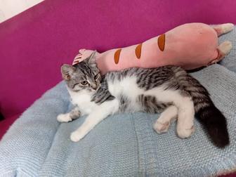 Котик в добрые руки
