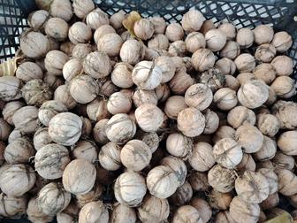 Продам грецкие орехи оптом 40 кг