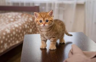 Котенок, 2 месяца, мальчик. Порода Скоттиш fold, окрас золотая шиншилла