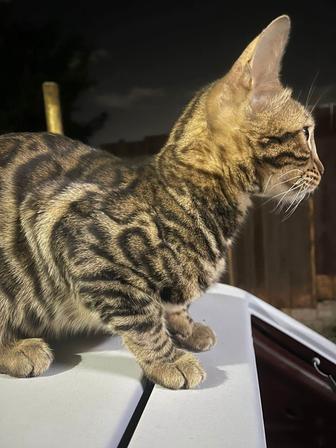 Продам котенка Бенгальский