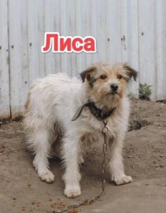Собаки