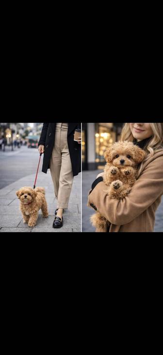 Мальтипу, мальтезе, пудельки, чихуахуа. Разведение и продажа. Питомник