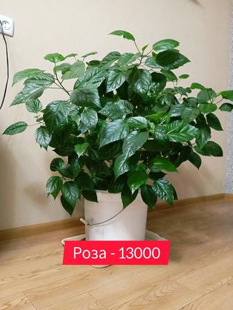 Продам комнатные цветы