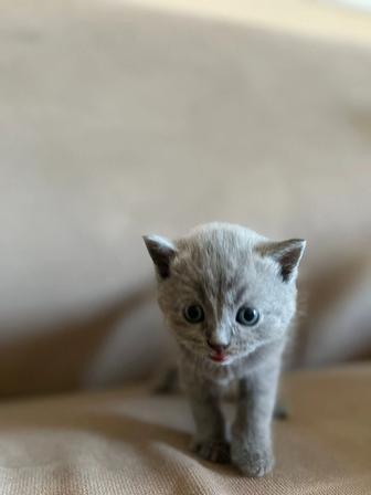 Продаются котята британцы