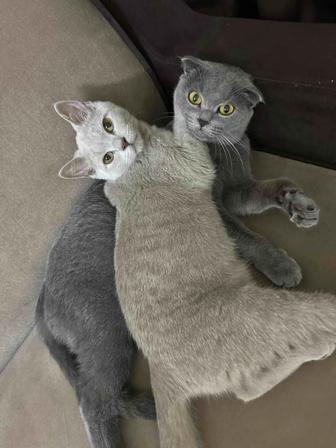Продаются котята британцы