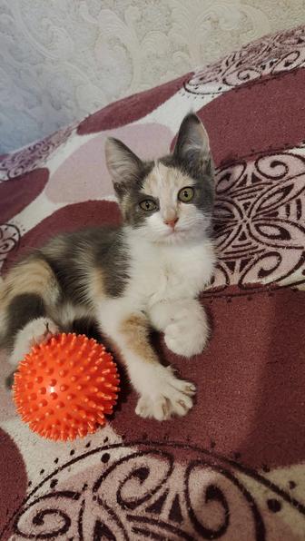 Кошка в добрые руки