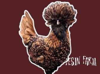 Инкубационные яйца породных кур, свежие и проверенные