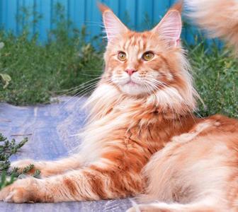 РЫЖИЙ - КОТИК, Мейн кун