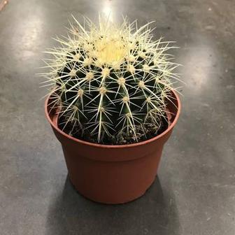 ЭХИНОКАКТУС ГРУЗОНИ Диаметр 12 см Высота 20 см