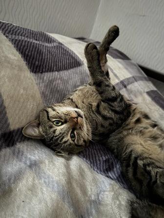 Домашнее животное