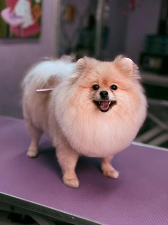 Отдам шпица