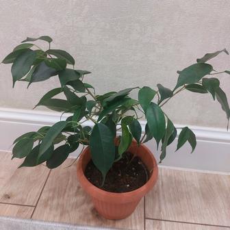 Комнатный цветок