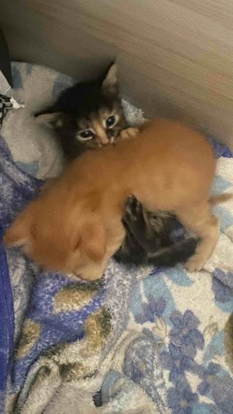 Отдам даром котят