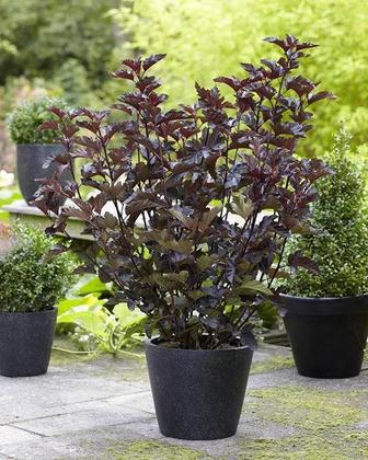 Кустарники различные саженцы