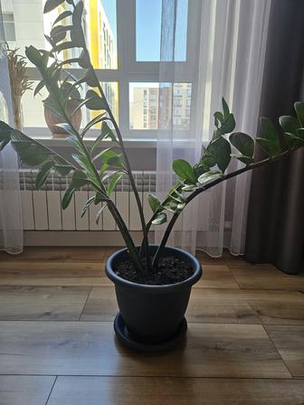Цветы