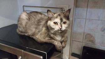 Отдадим в добрые руки кошечку 1 год