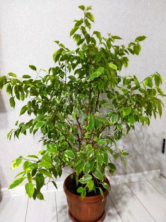 Цветок фикус Бенджамин