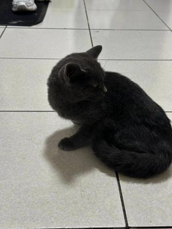 Котеночку нужен теплый дом
