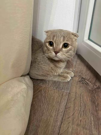 Скоттиш -фолд котик
