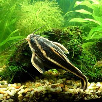 Поющий сомики пара продам