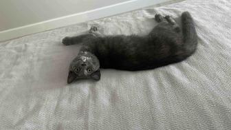 Котенок