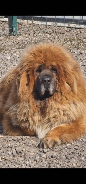 Невероятно красивые мощные щенки Тибетского Мастифа от шикарных родителей