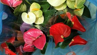 Продам антуриумы