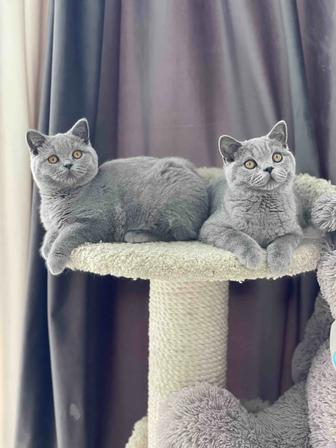 Продажа британских котят