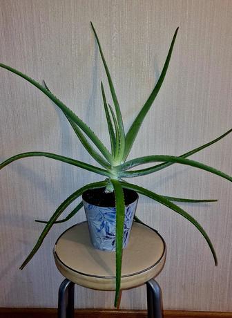 Продам цветок алоэ Вера