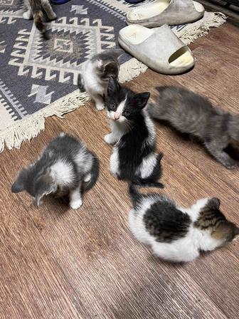 Отдам котят бесплатно
