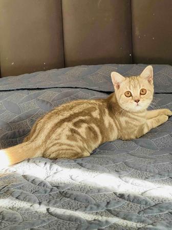 Продам кошечку-подростка британку короткошерстную 8 мес