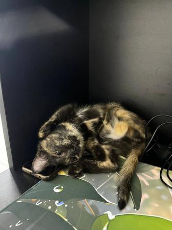 Котенок ищет дом