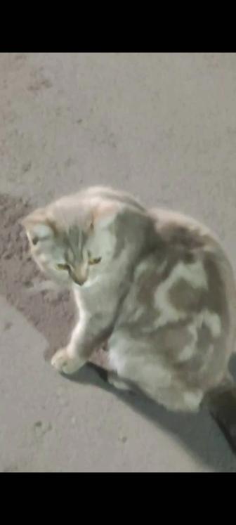 Породистая кошечка