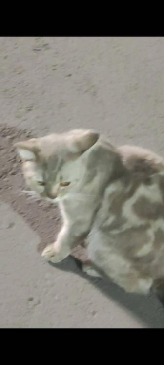 Породистая кошечка