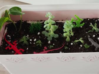 Суккуленты, живая композиция