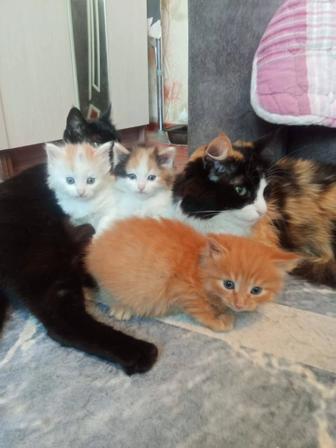 Отдам бесплатно котята