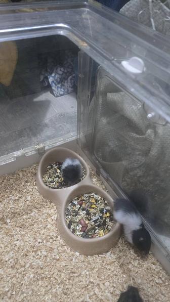 Сирийские хомячки