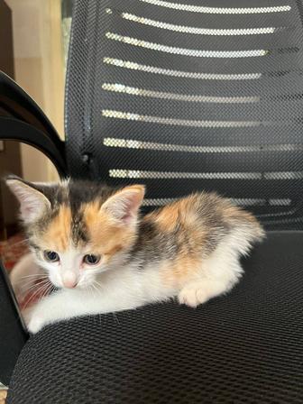 Котенок милашка