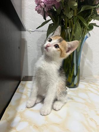 Котенок милашка