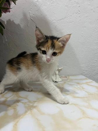 Котенок милашка