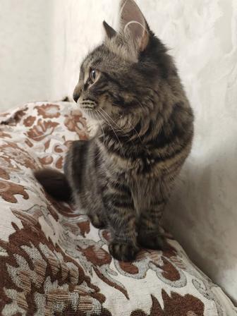 Котенок Мейнкуна бесплатно