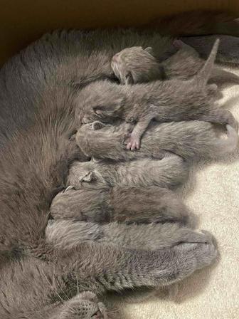 британские котята